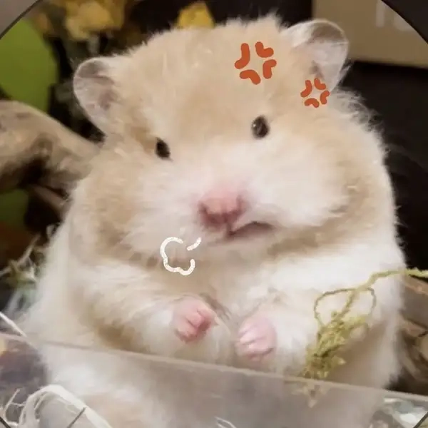 Meme hamster mắt to khiến bạn không thể không cảm thấy thích thú