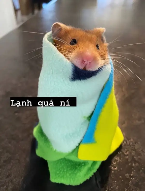 Meme hamster cầm thánh giá mang lại tiếng cười cho người xem