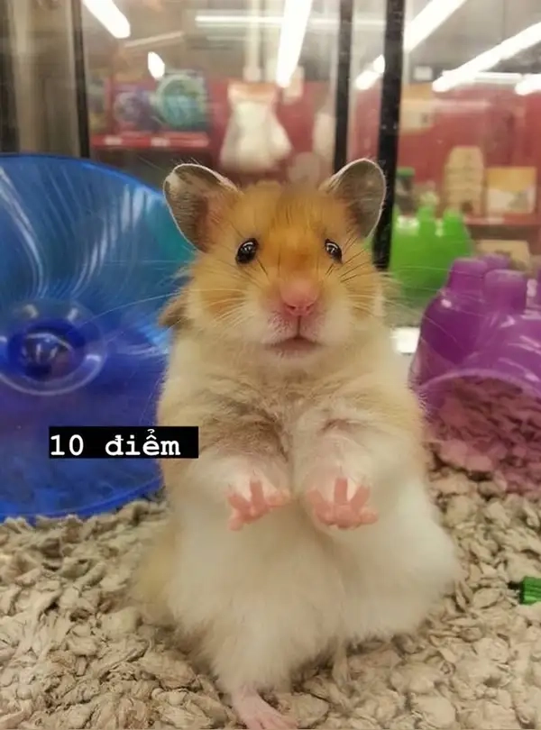 Meme con chuột hamster khiến mọi người không thể nhịn cười