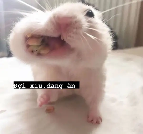 Meme hamster đáng yêu mang lại sự dễ thương cho người xem