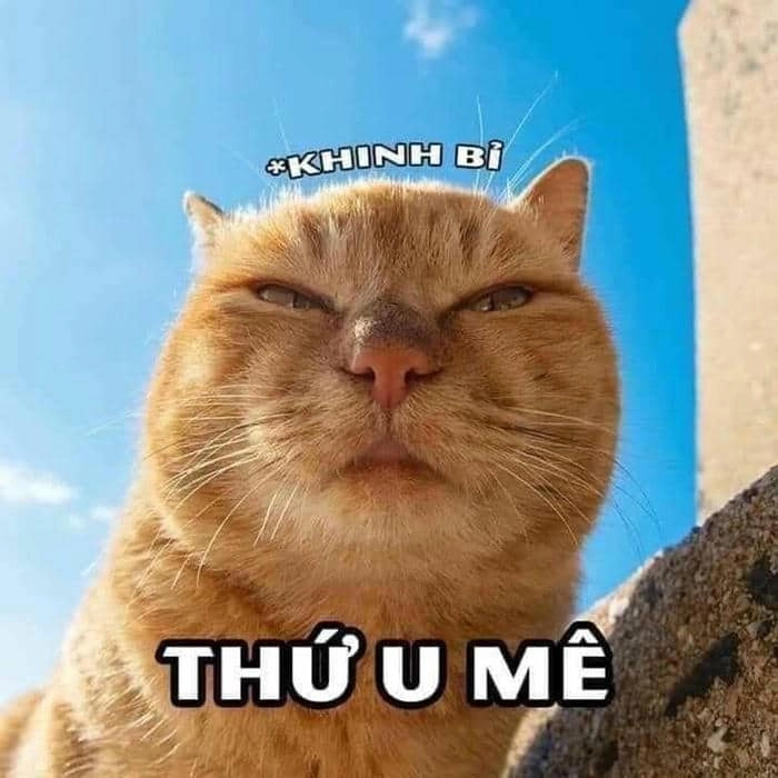 Hài hước meme đánh nhau thể hiện những cuộc tranh cãi hài hước