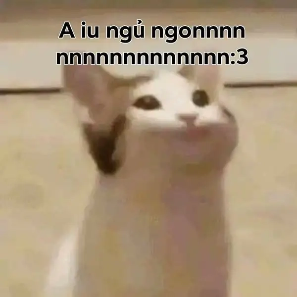 Meme chúc ngủ ngon mèo khiến bạn cảm thấy ấm áp