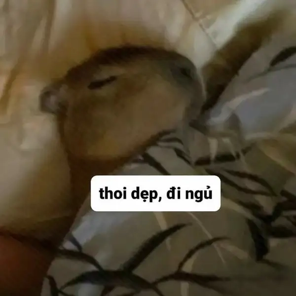 Meme ngủ ngon cute giúp bạn có giấc ngủ ngon hơn