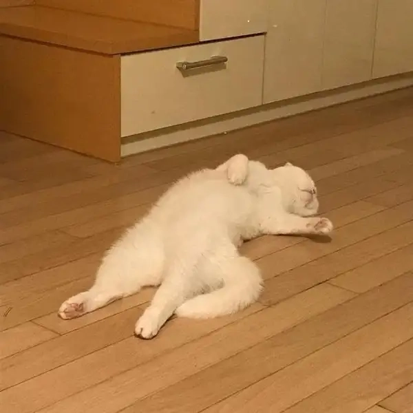 Meme ngủ sớm nhắc nhở bạn nên nghỉ ngơi nhiều hơn