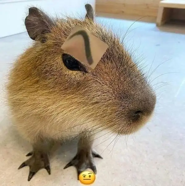 Capybara king meme mang lại những khoảnh khắc hài hước không thể quên