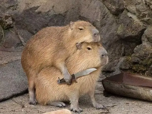 Capybara know your meme thể hiện sự sáng tạo trong thế giới meme