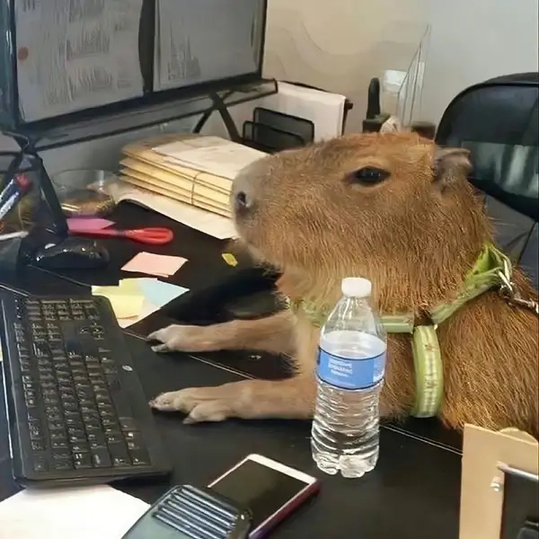 Capybara valentine meme khiến bạn không thể không yêu thích sự dễ thương