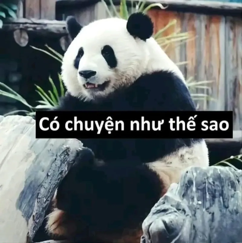 Meme gấu trúc ngang ngược mang lại những giây phút giải trí