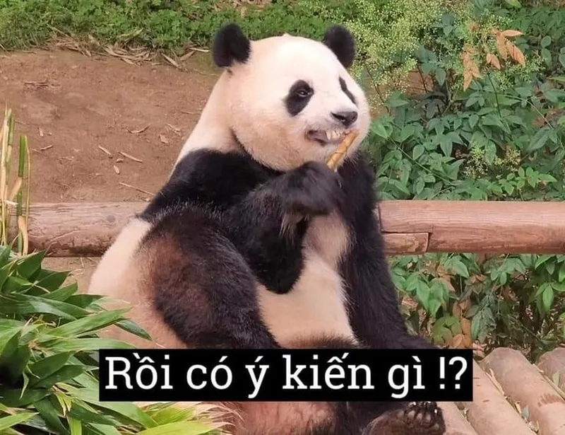 Chia sẻ ảnh chế meme gấu trúc để tạo niềm vui