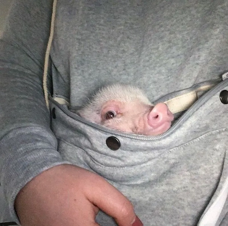 Meme heo peppa mang lại tiếng cười cho những ai yêu thích hoạt hình