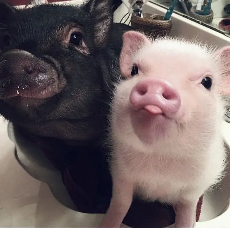 Peppa pig meme mang lại sự dễ thương cho người xem