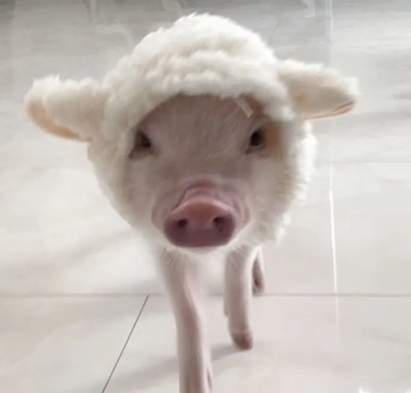 Meme peppa pig khiến mọi người không thể nhịn cười