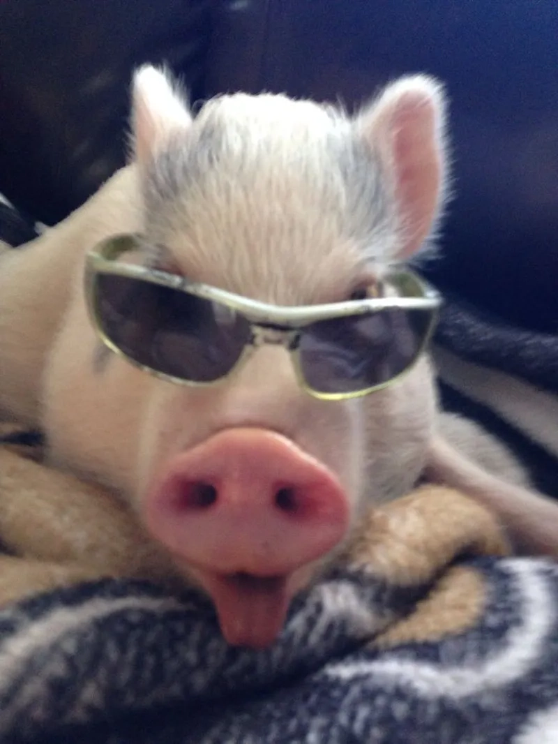 Peppa pig meme face thể hiện sự hài hước trong từng khoảnh khắc