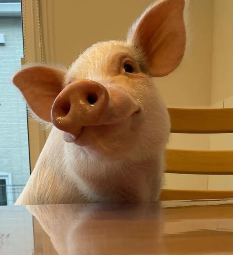 Meme peppa mang lại sự dễ thương cho người xem