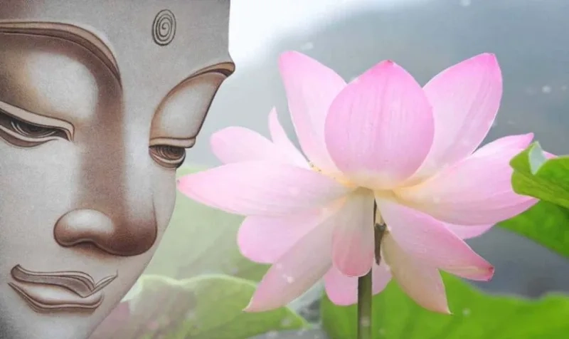 Ảnh hoa sen phật mang đến sự tươi mới và thanh tịnh