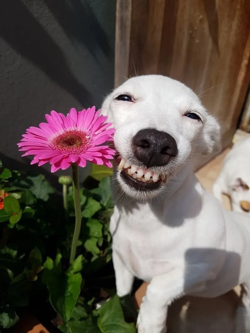 Meme đáng sợ mang lại sự hồi hộp cho người xem