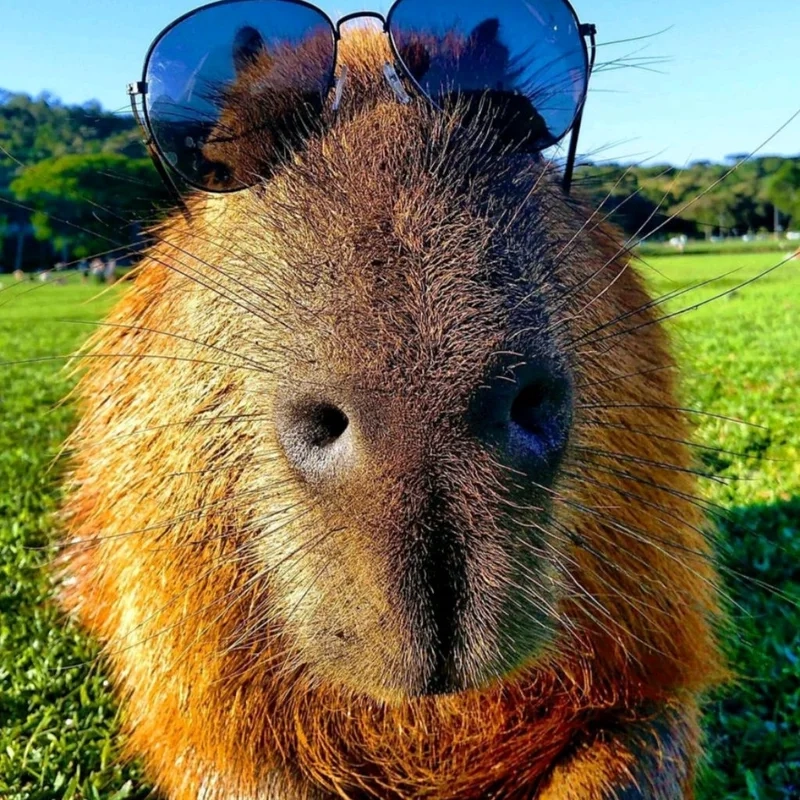 Avatar capybara dễ thương mang lại niềm vui cho trang cá nhân