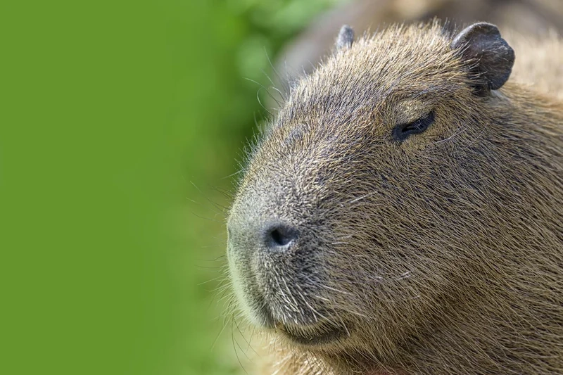 Hình vẽ capybara avatar thể hiện sự sáng tạo và đáng yêu