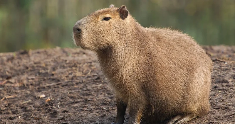 Avatar capybara vẽ độc đáo giúp bạn nổi bật giữa đám đông