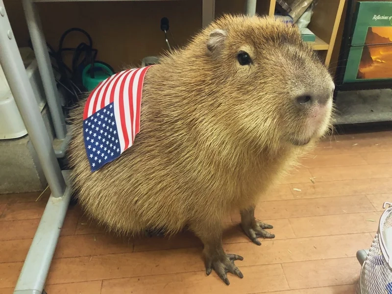 Avatar con capybara thể hiện tình yêu với loài gặm nhấm đáng yêu này