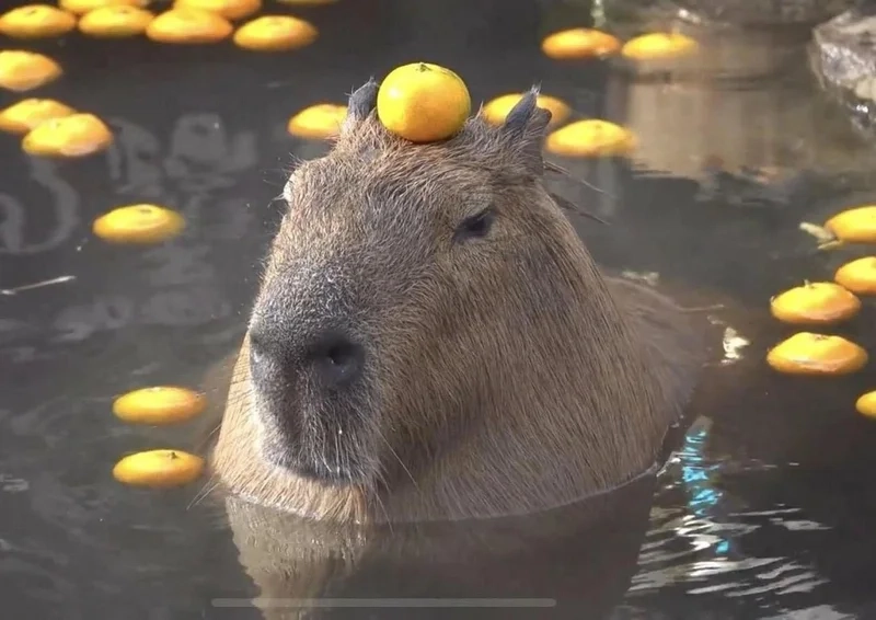 Avatar tiktok capybara giúp bạn thu hút sự chú ý trên mạng xã hội