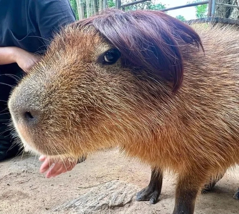 I am capybara thể hiện sự tự hào về loài động vật đáng yêu này