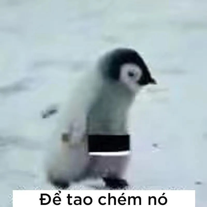 Meme cánh cụt mang lại sự dễ thương cho người xem