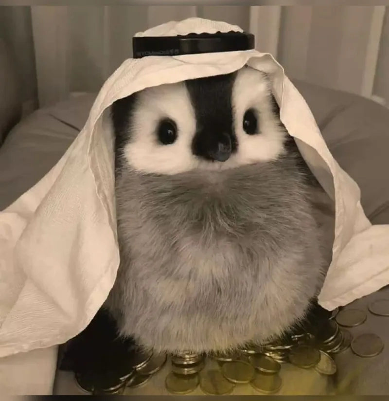 Cánh cụt meme khiến mọi người không thể nhịn cười