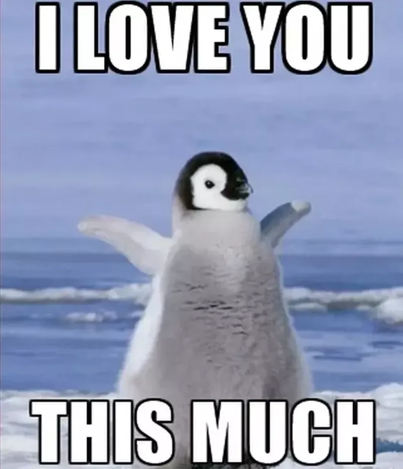 Chim meme khiến bạn không thể không yêu thích