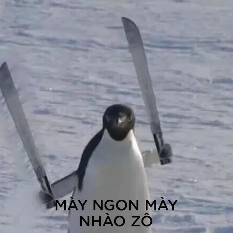 Meme chim mang lại tiếng cười cho những ai yêu thích hài hước