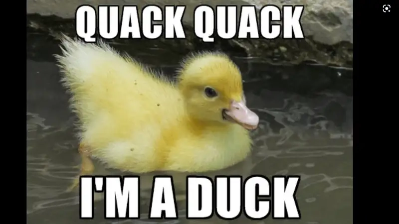 Hình vịt meme khiến bạn không thể không yêu thích sự dễ thương