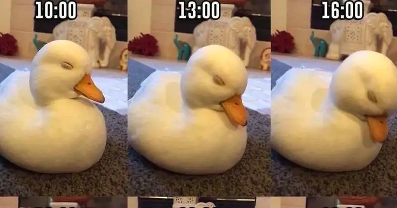 Ảnh meme con vịt mang lại những khoảnh khắc vui vẻ cho người xem