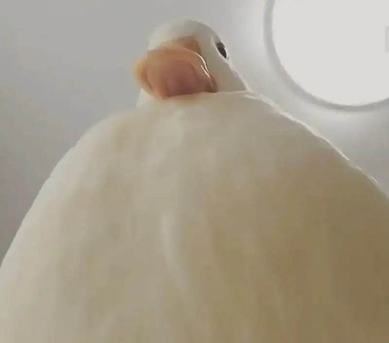 Hình nền vịt meme là lựa chọn hoàn hảo cho những ai yêu thích động vật