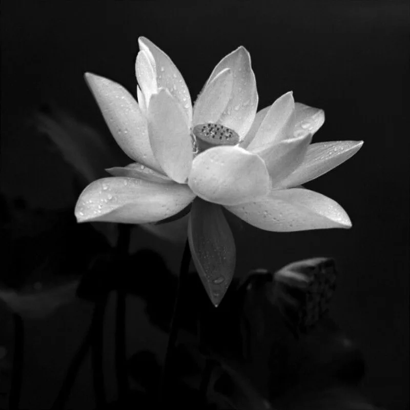 Thể hiện tâm trạng lắng đọng qua hình nền buồn màu đen