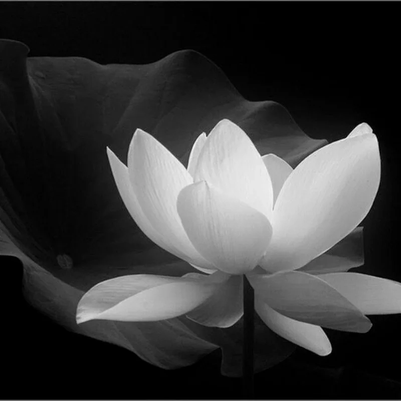 Thánh thiện trong bóng tối với hình nền hoa sen màu đen