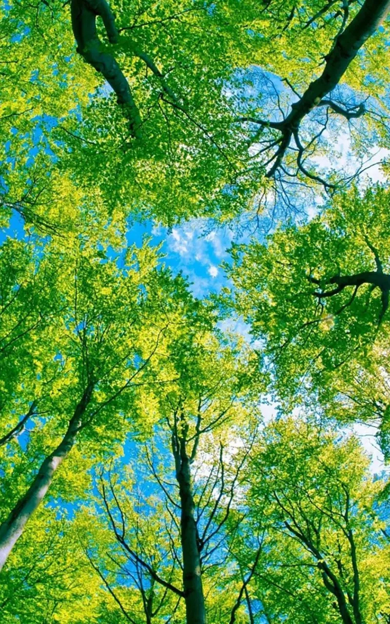 Không thể bỏ qua iphone hình nền điện thoại cute siêu đáng yêu