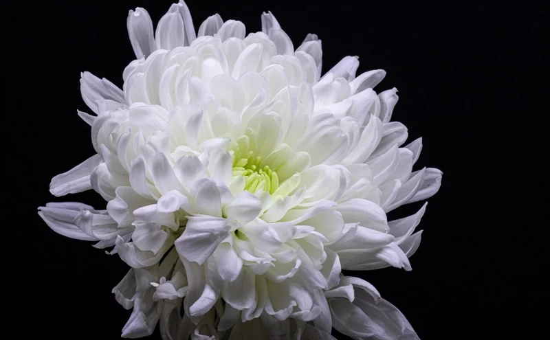 Hoa cúc trắng hình nền mang lại sự tươi mới cho màn hình