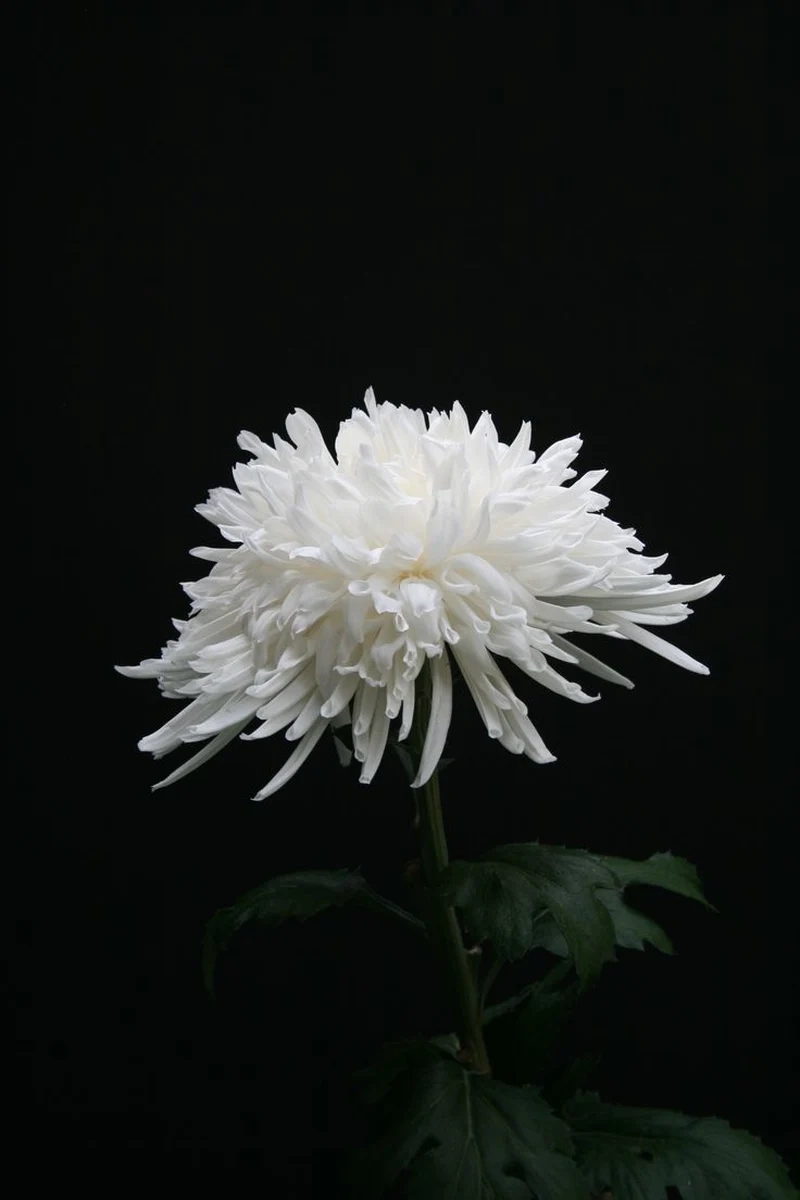 Hình hoa cúc trắng nền đen giúp bạn thể hiện phong cách nghệ thuật