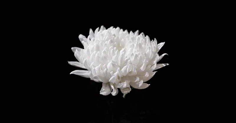 Hình ảnh bông hoa cúc trắng tạo cảm giác gần gũi và thân thuộc