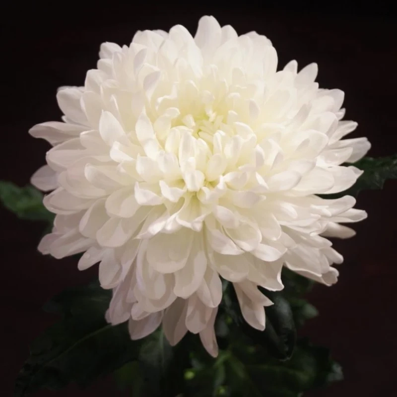 Hình ảnh hoa cúc trắng đẹp nhất giúp bạn thư giãn và tận hưởng vẻ đẹp