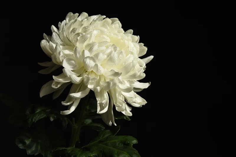 Tải ảnh hoa cúc trắng để làm mới không gian sống của bạn