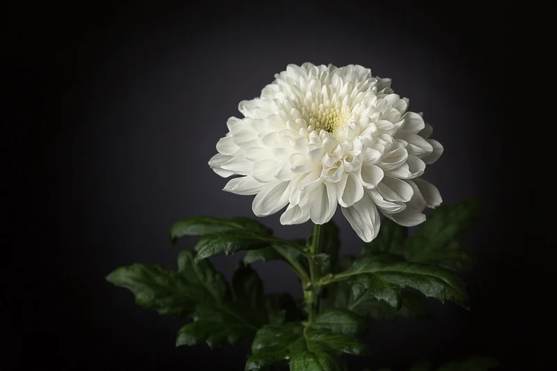 Ảnh hoa cúc trắng nền đen tạo cảm giác nghệ thuật và độc đáo
