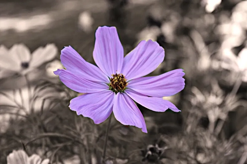 Nền tím tạo cảm giác gần gũi và thân thuộc