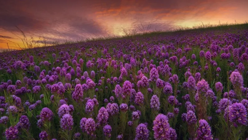 Hình nền màu tím 4k mang lại chất lượng hình ảnh sắc nét và sống động