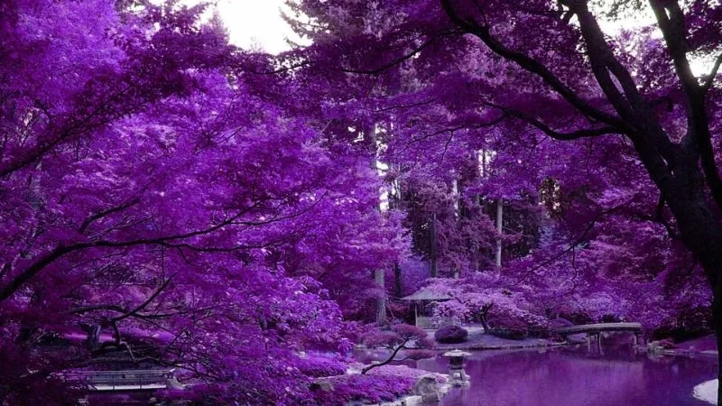 Hình màu tím tạo cảm giác gần gũi và thân thuộc