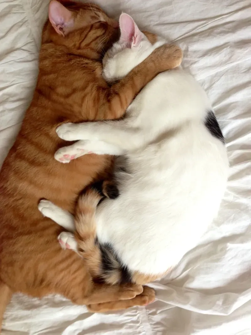 Meme anh da đen ngạc nhiên ôm đầu thể hiện sự hài hước trong từng khoảnh khắc