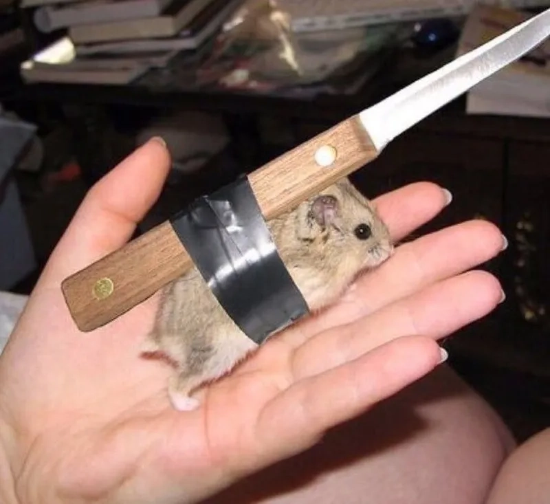 Cầm súng meme mang lại tiếng cười cho những ai yêu thích hài hước