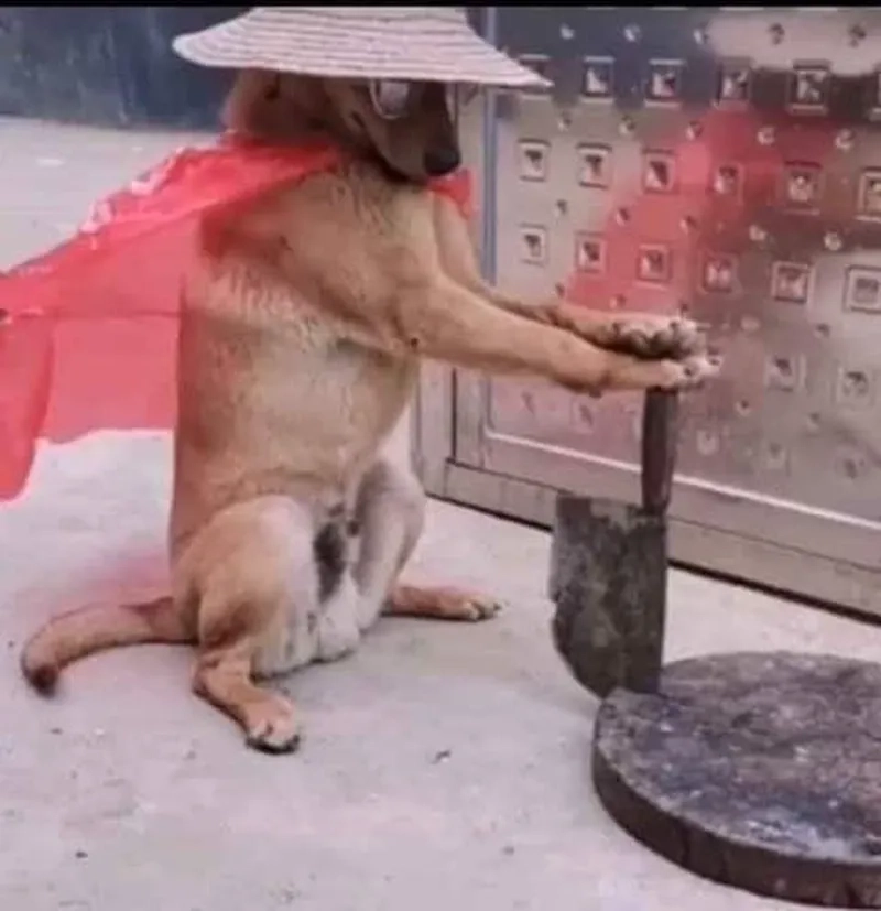 Mèo meme cầm súng mang lại tiếng cười cho những ai yêu thích hài hước