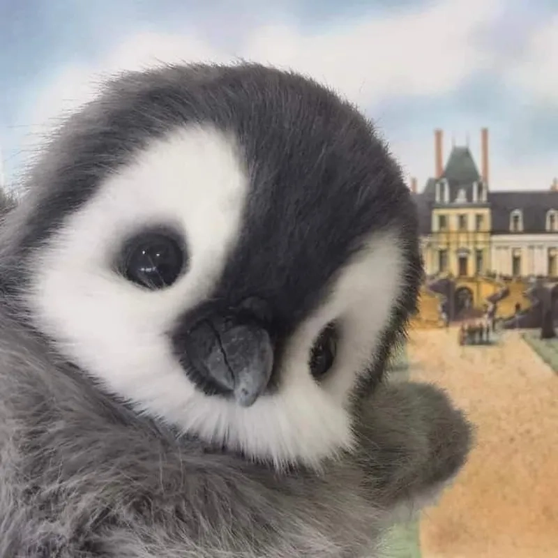 5 chú chim cánh cụt nhỏ mang lại tiếng cười cho những ai yêu thích hài hước