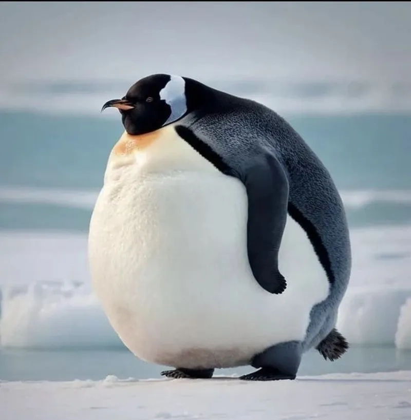 Chim cánh cụt căng mang lại sự dễ thương cho người xem